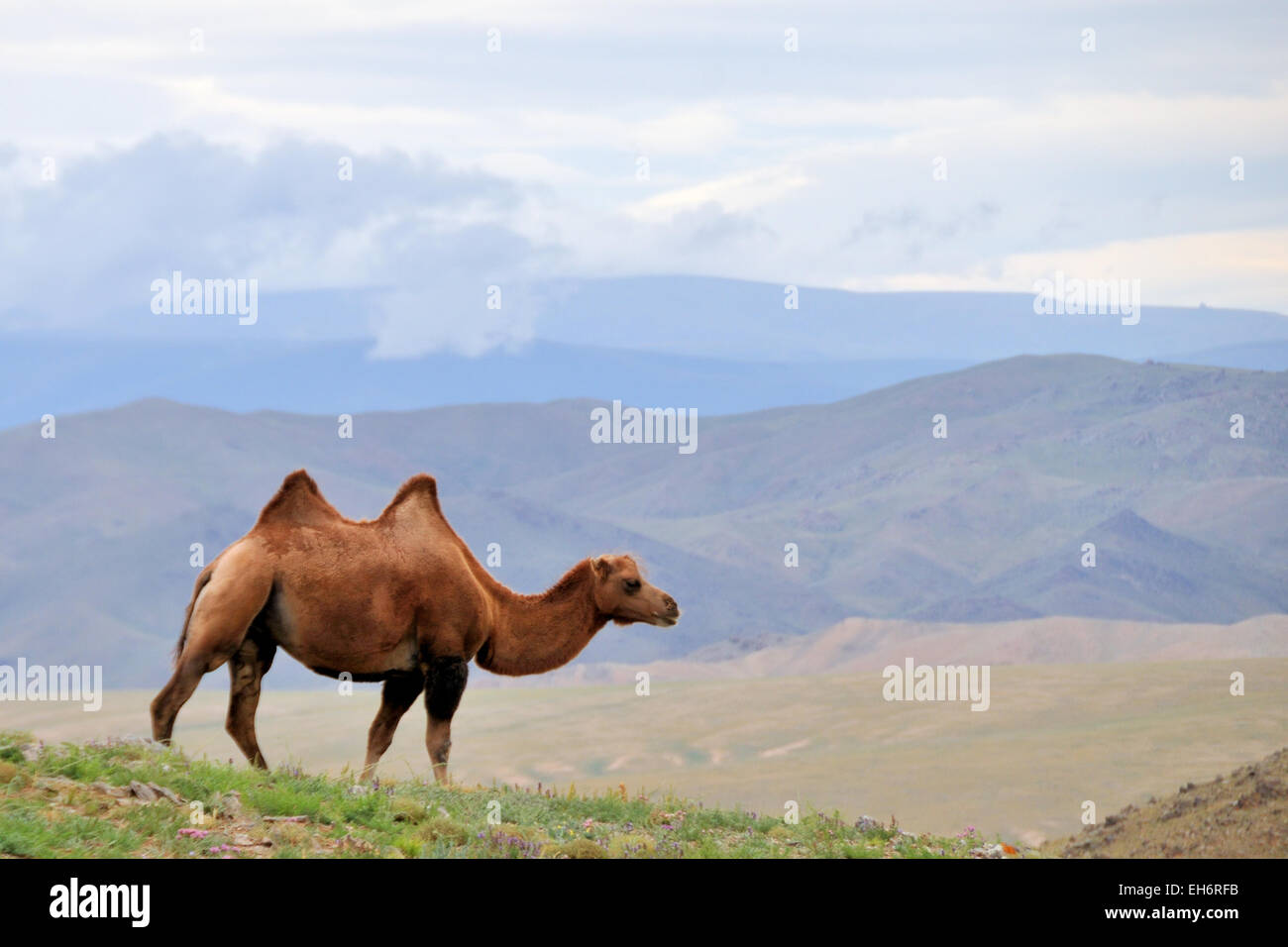 La guida verso Bayankhongor, due Humped cammello con le montagne sullo sfondo Foto Stock