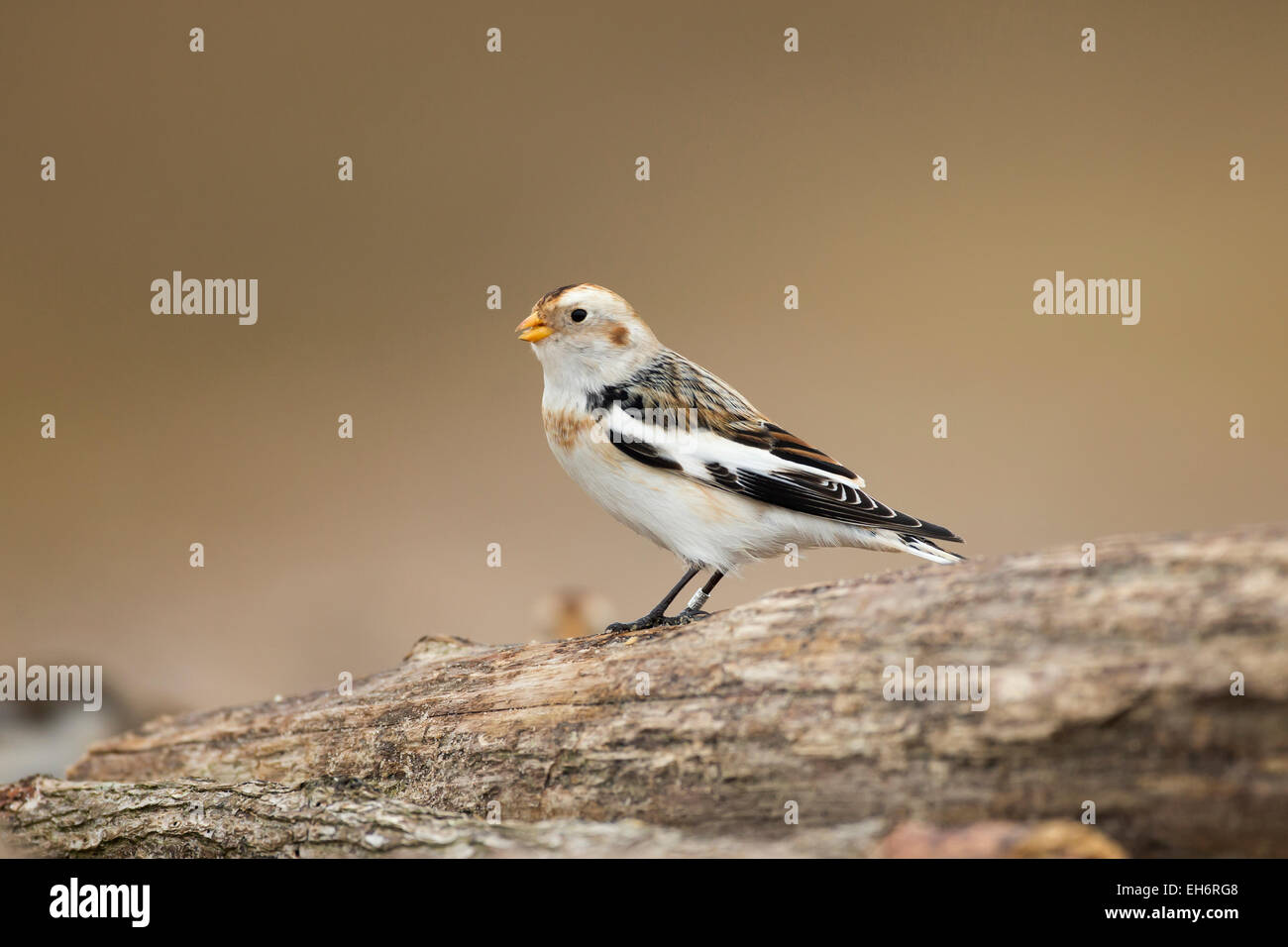 Snow Bunting (Plectrophenax nivalis) migrazione durante l'inverno per alimentare sulla costa Foto Stock