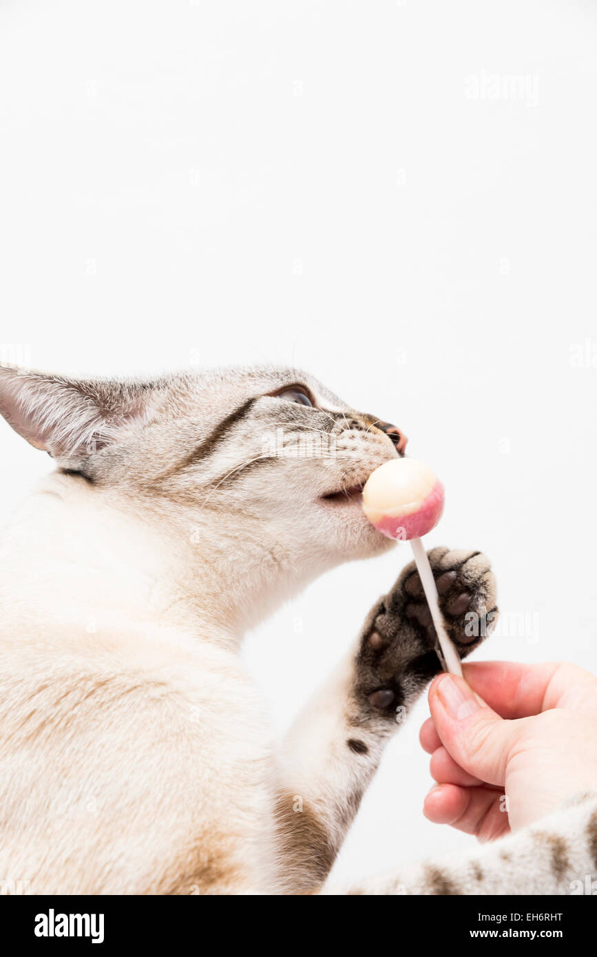 Gatto Bianco mangiare una caramella Foto Stock