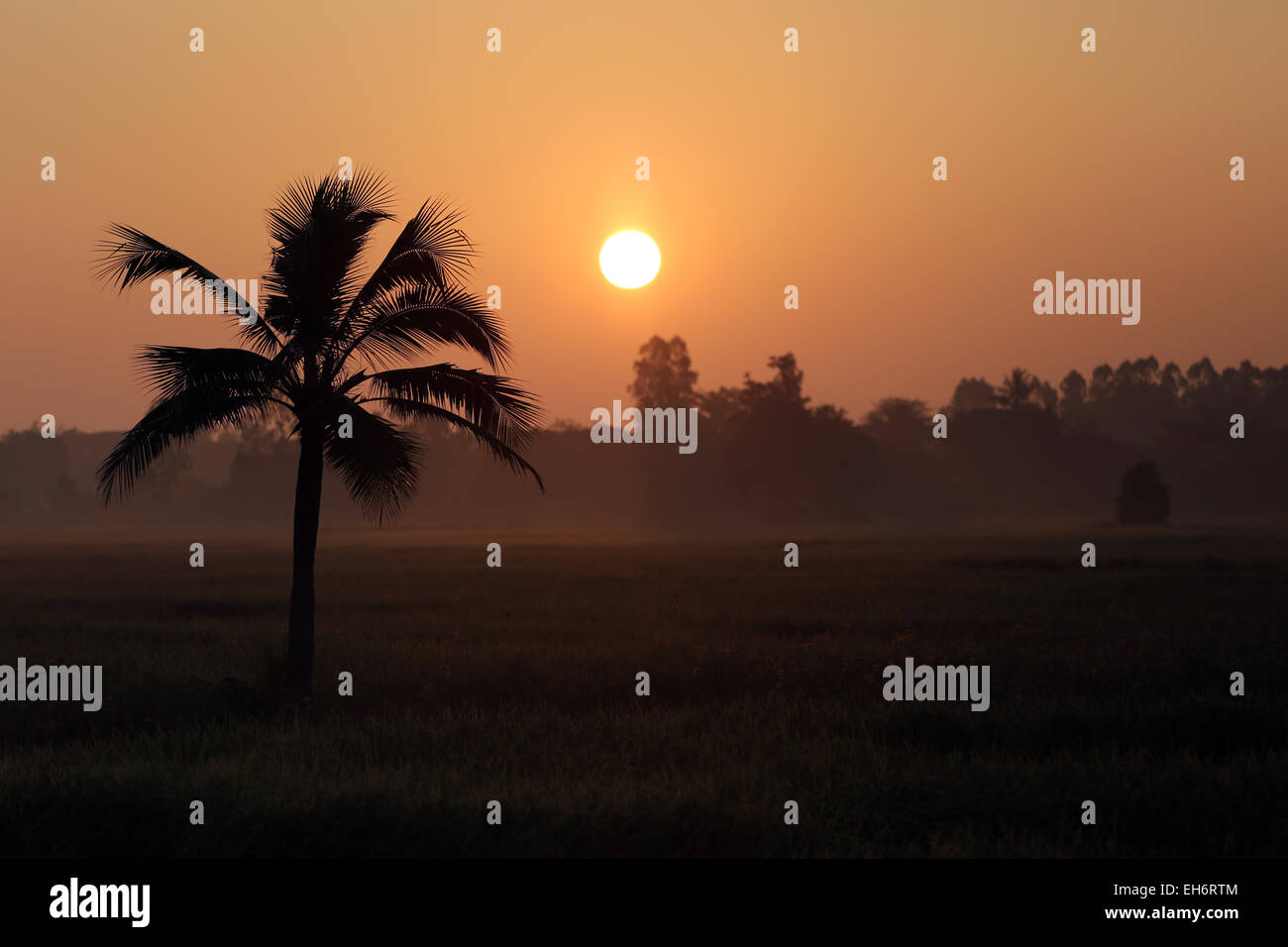 Gli alberi di cocco e risaie in silhouette per sfondo naturale. Foto Stock Gli alberi di cocco e risaie in silhouette per sfondo naturale. Foto Stock