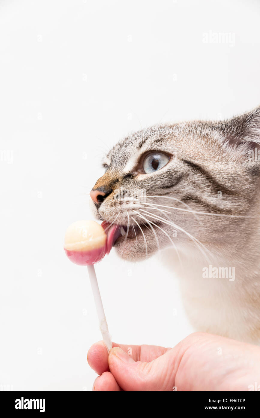 Gatto Bianco mangiare una caramella Foto Stock