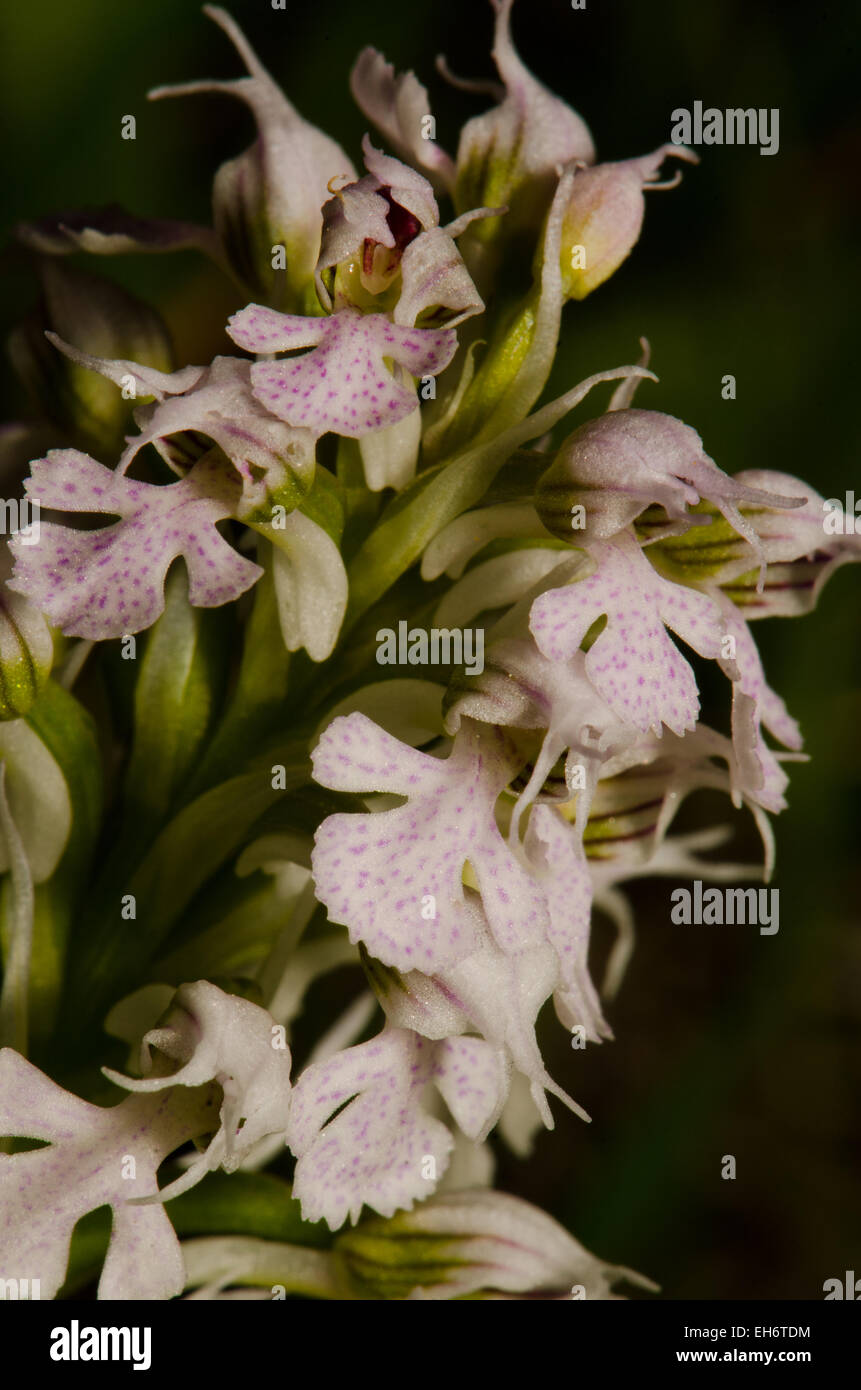 Close-up di orchidea conica, Orchis conica, orchidea selvatica in Andalusia, Spagna meridionale. Foto Stock