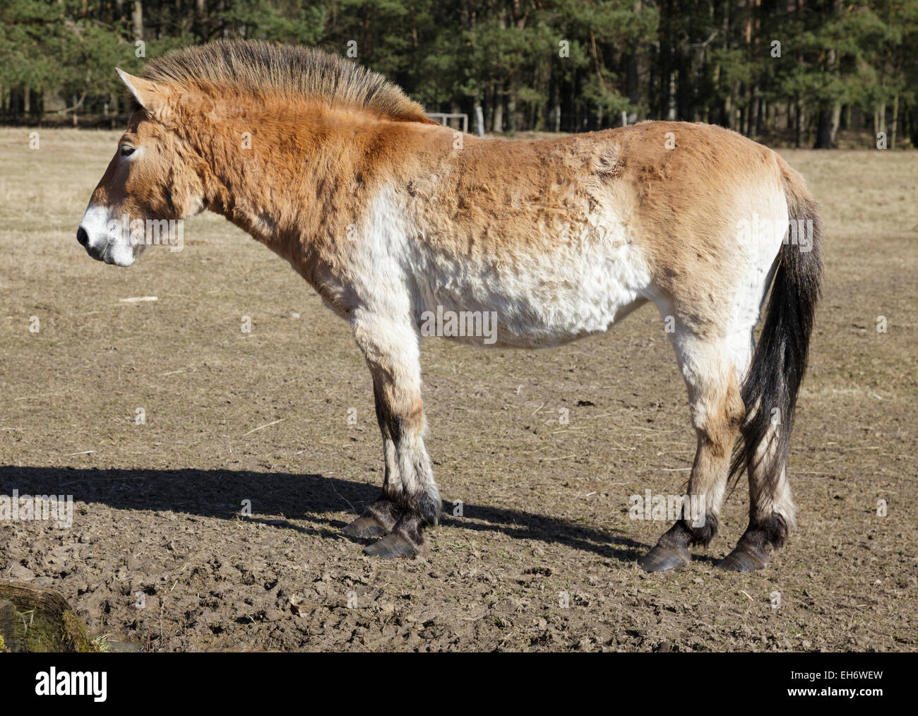 Cavallo di Przewalski Foto Stock