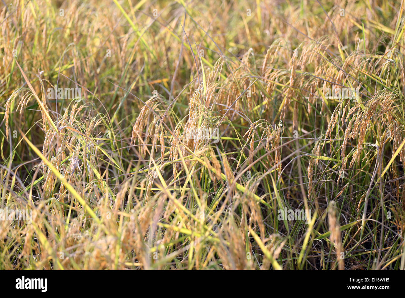 Il riso nel campo può essere raccolto. Foto Stock