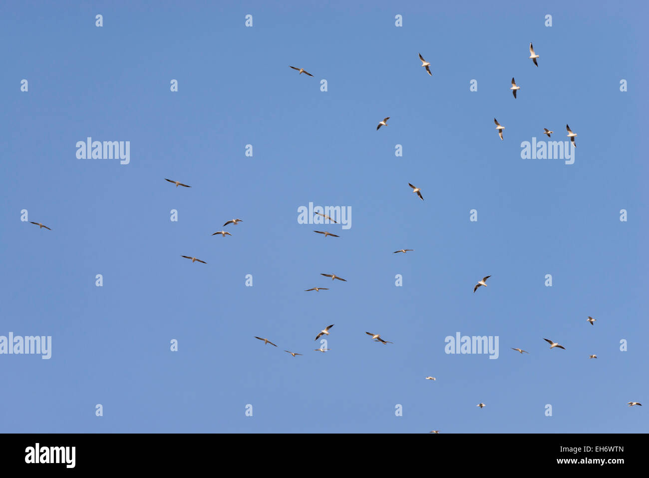 Stormo di uccelli volare alto Foto Stock