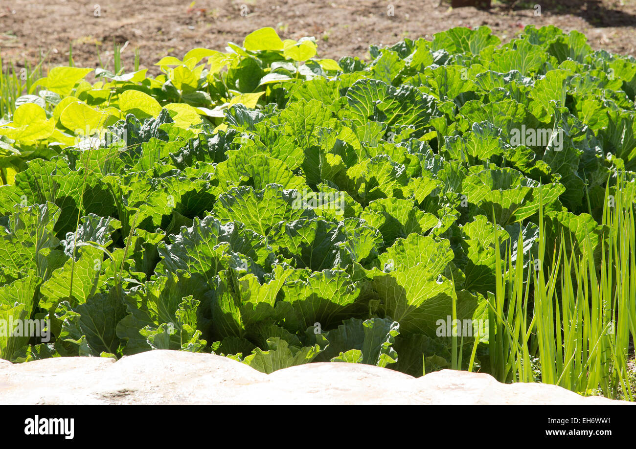 Le verdure che crescono in un giardino murato nel soleggiato Western Cape area Sud Africa Foto Stock
