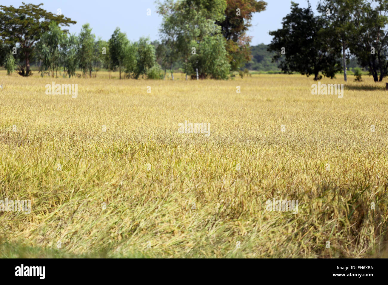 I campi di riso nelle zone rurali della Thailandia. Foto Stock