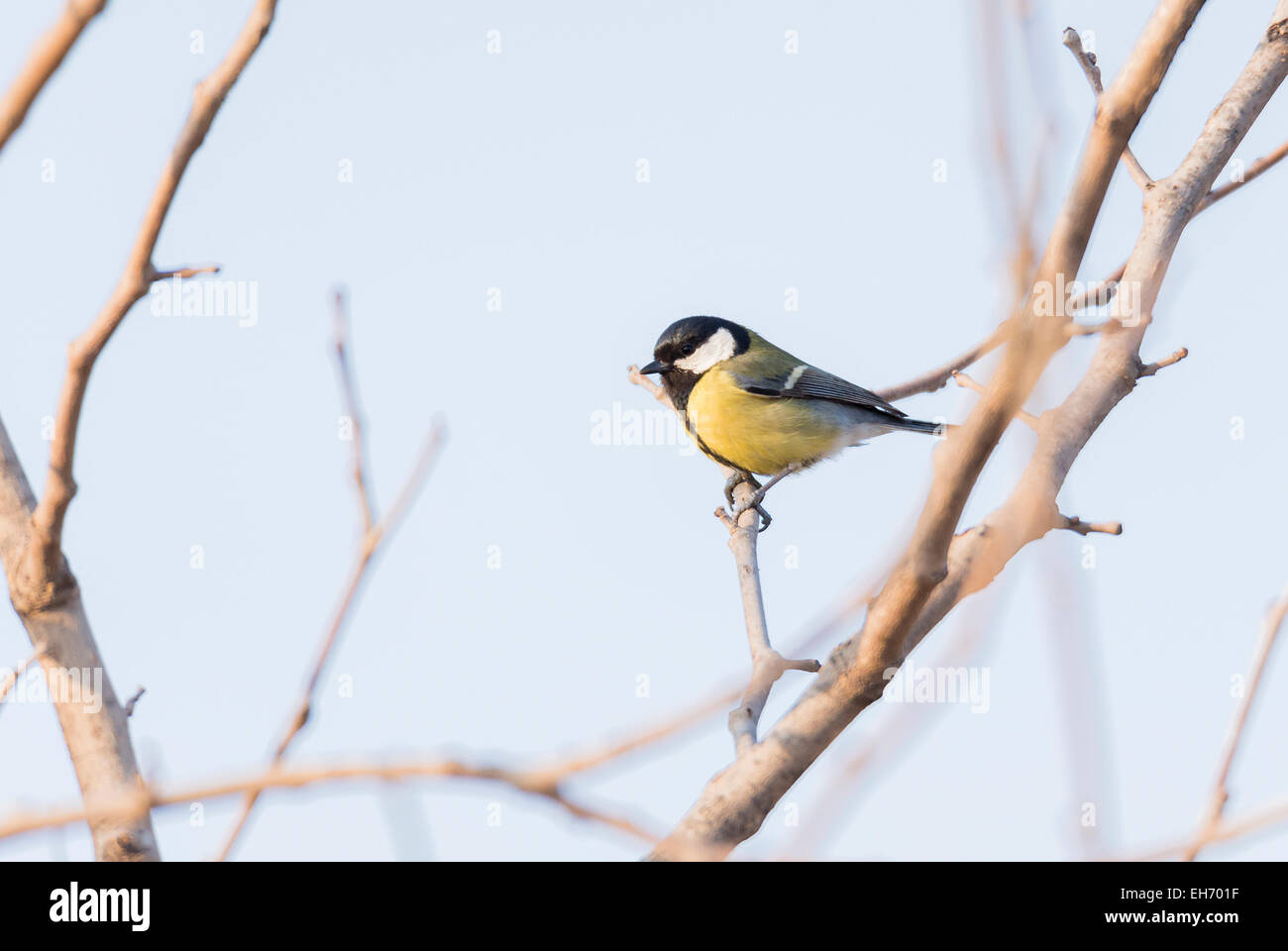 Parus major,merluzzo carbonaro common appeso a un ramo di albero Foto Stock