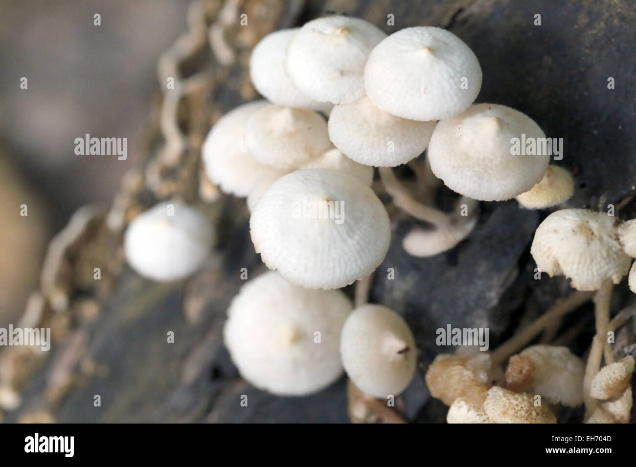 Funghi selvatici che cresce su legno di alberi morti. Foto Stock