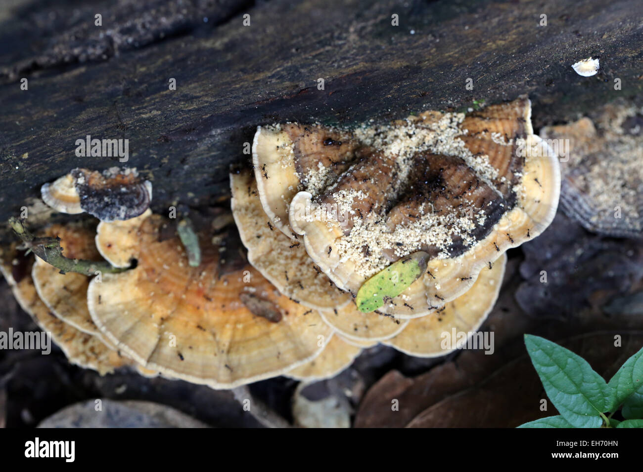 Funghi selvatici che cresce su legno di alberi morti. Foto Stock