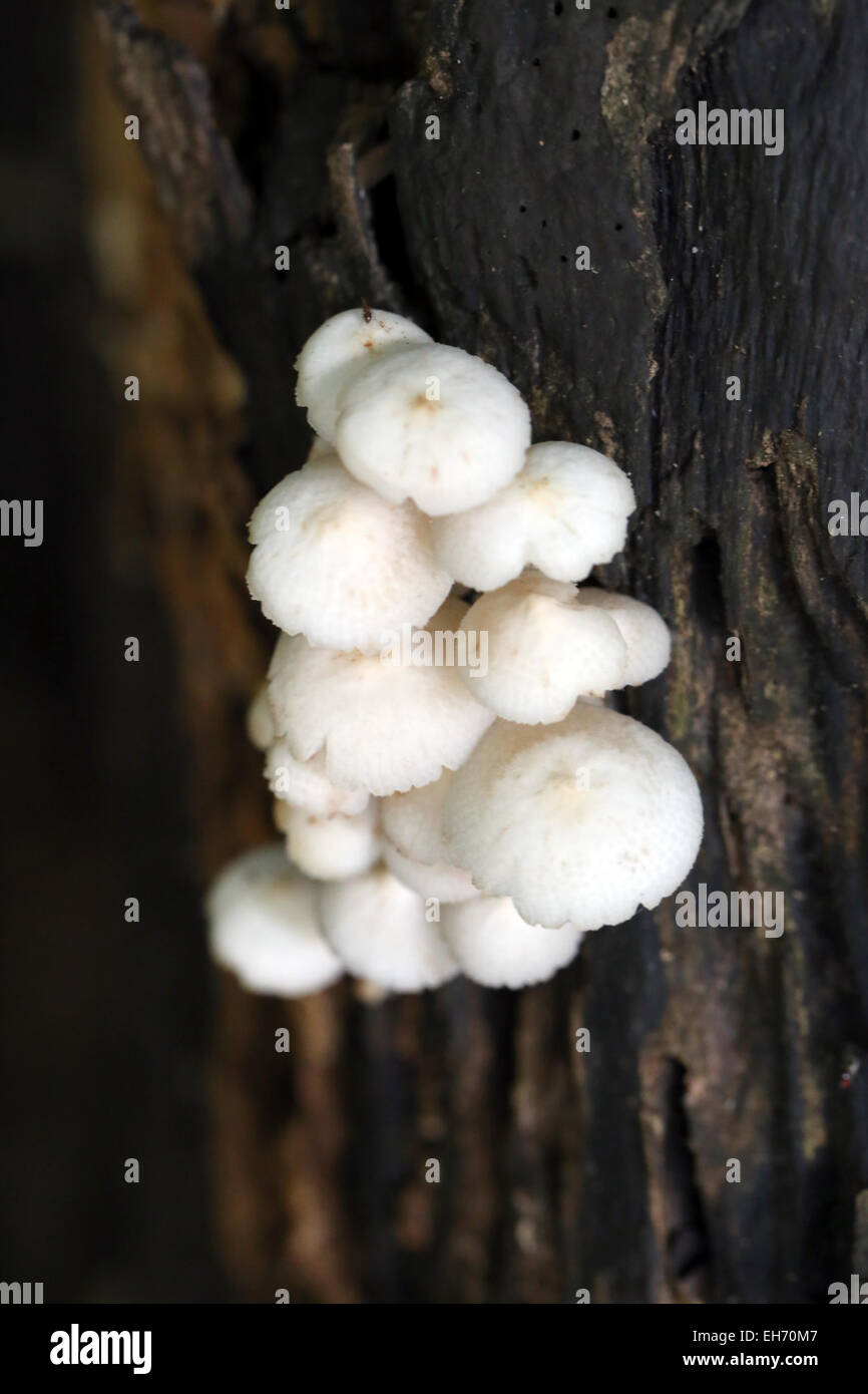 Funghi selvatici che cresce su legno di alberi morti. Foto Stock