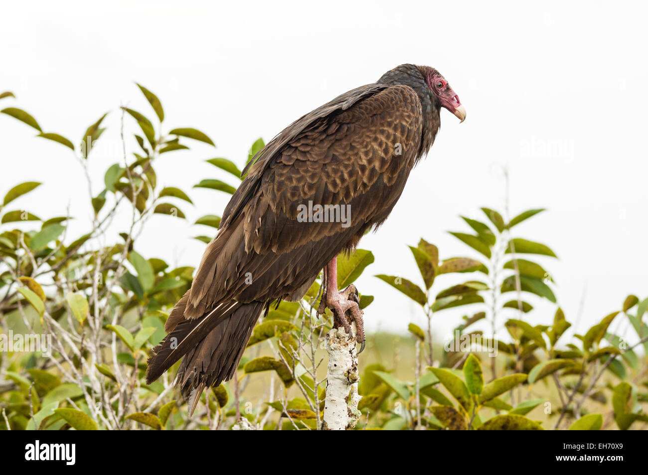 La Turchia Vulture o Cathartes aura appollaiato su un albero in Everglades National Park Foto Stock