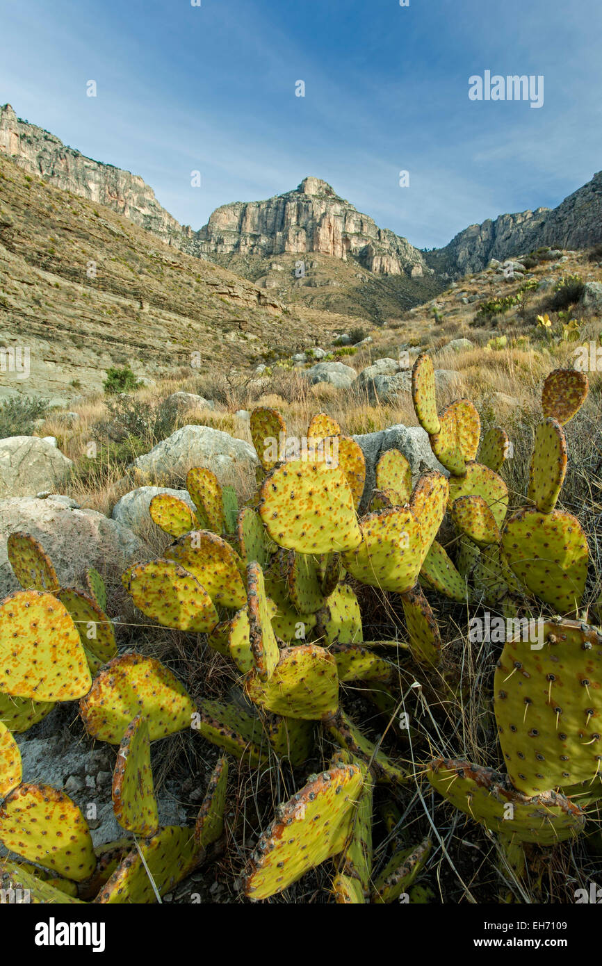 Ficodindia cactus (Opuntia lindheimeri) e picco di calcare, Guadalupe Canyon, il Parco Nazionale delle Montagne Guadalupe, Texas USA Foto Stock