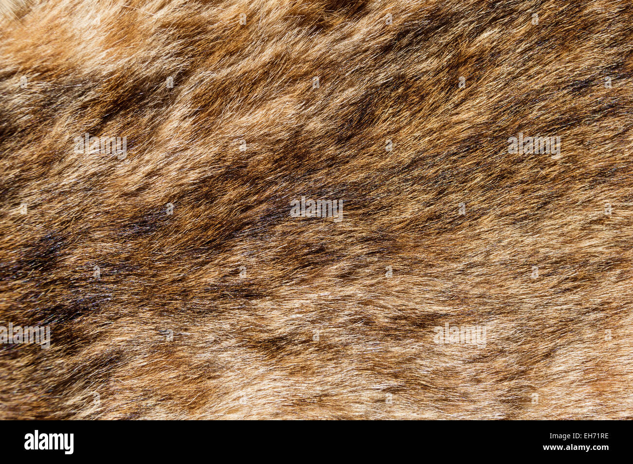 Bobcat fur texture di sfondo immagine Foto Stock