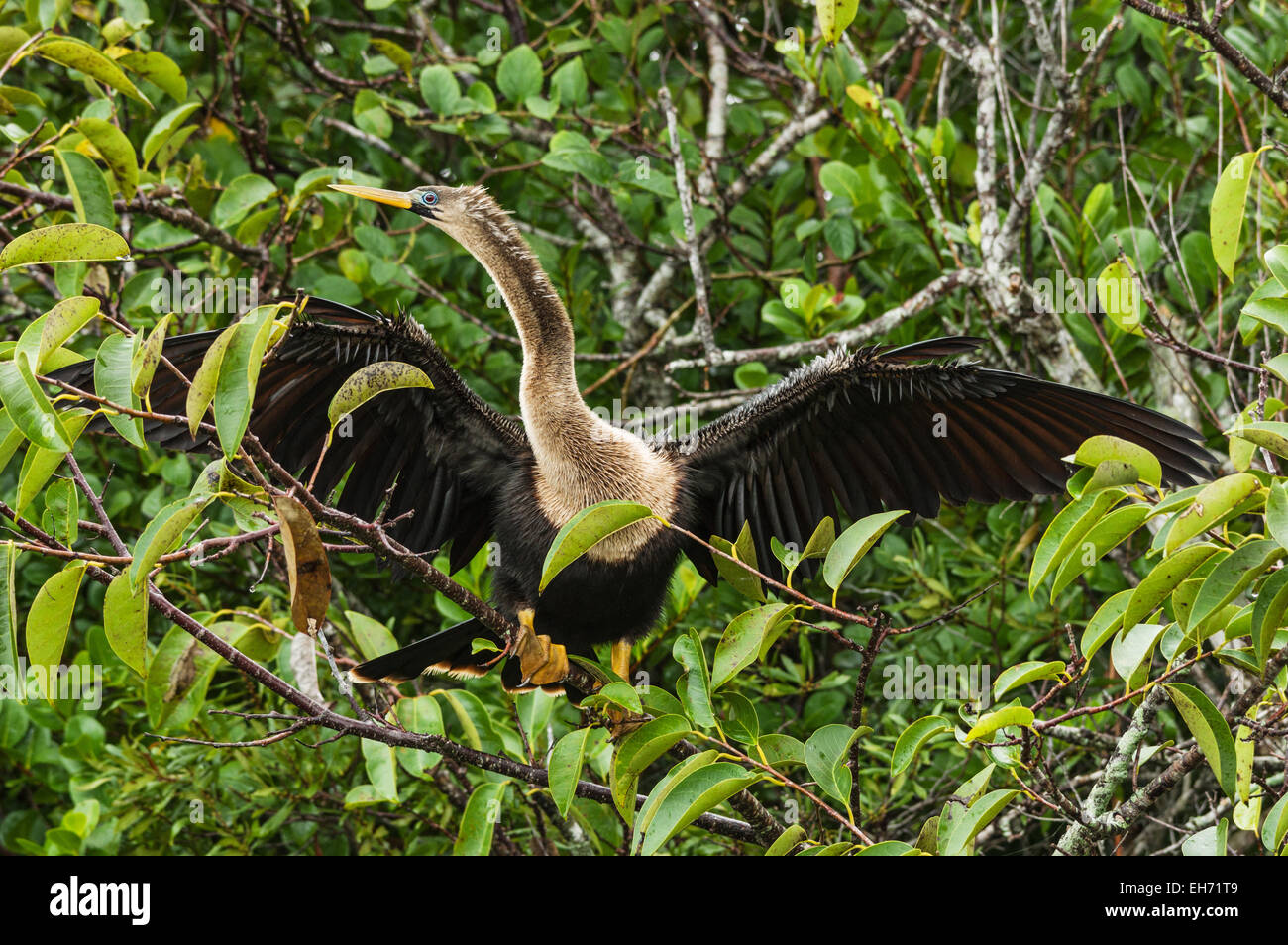 Anhinga femmina o Snakebird asciugandosi in una struttura ad albero Foto Stock