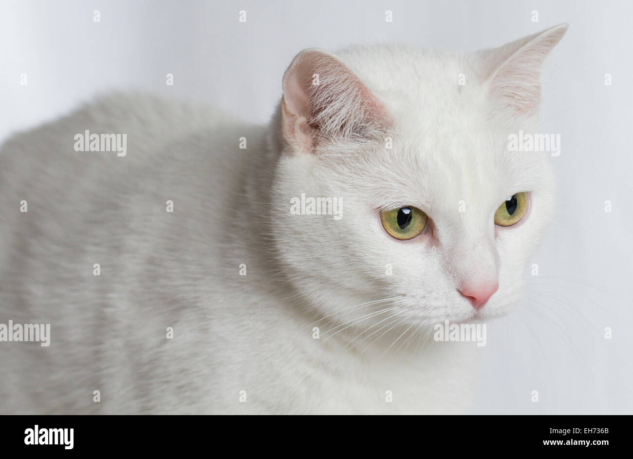Gatto Bianco su sfondo bianco Foto Stock