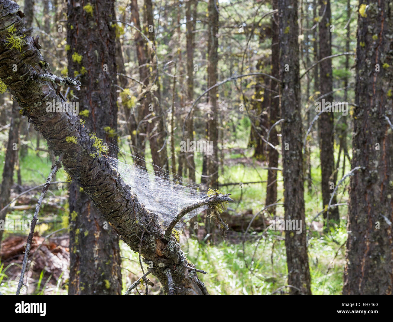 Dettaglio della foresta boreale vicino a Clinton, British Columbia, Canada. Foto Stock