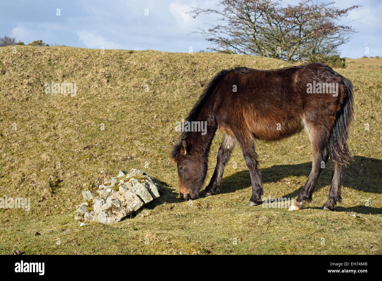 Pony a Bodmin Moor, nei pressi di tirapiedi, Cornwall. Foto Stock