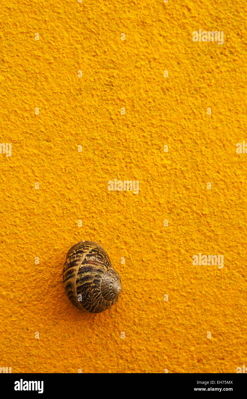 Brown Shell lumaca sulla parete gialla Foto Stock