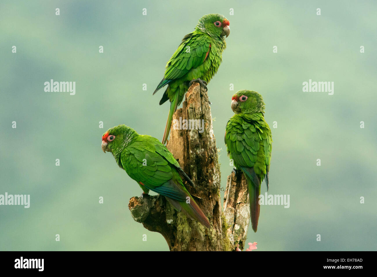 A rischio di estinzione El Oro parrocchetto (Pyrrhura orcesi), questi uccelli vivono solo in una piccola sezione del Ecuador. Foto Stock