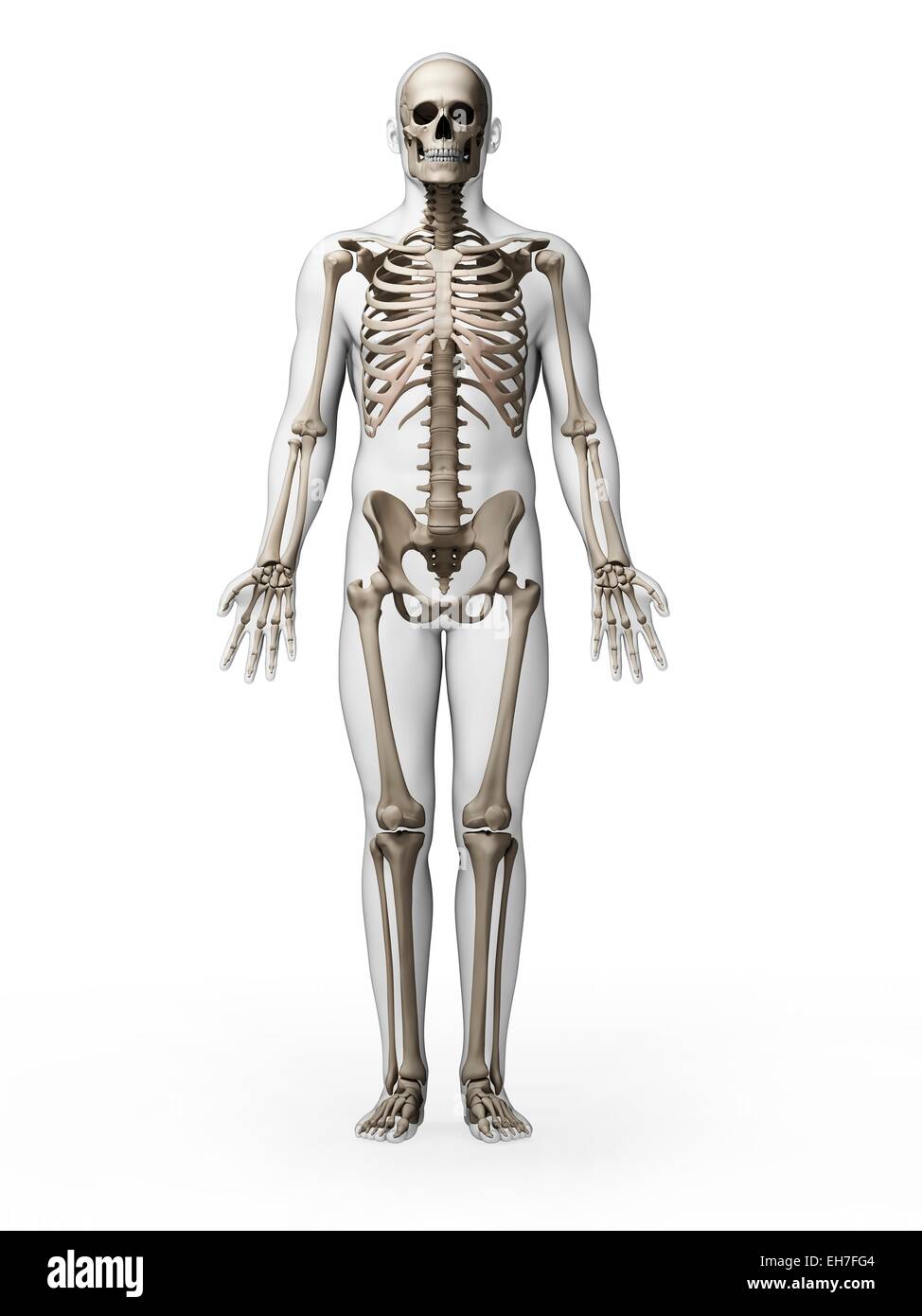 Sistema scheletrico umano Immagini senza sfondo e Foto Stock ritagliate -  Alamy