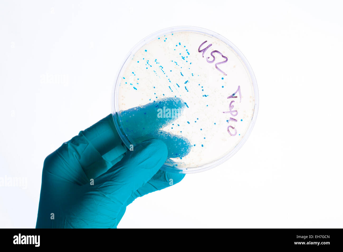Persona in possesso di una capsula petri Foto Stock