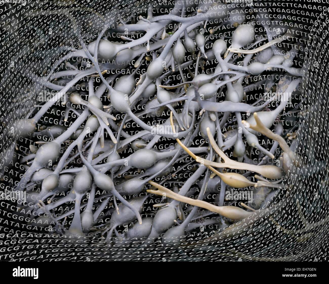 Le alghe e il suo DNA Foto Stock