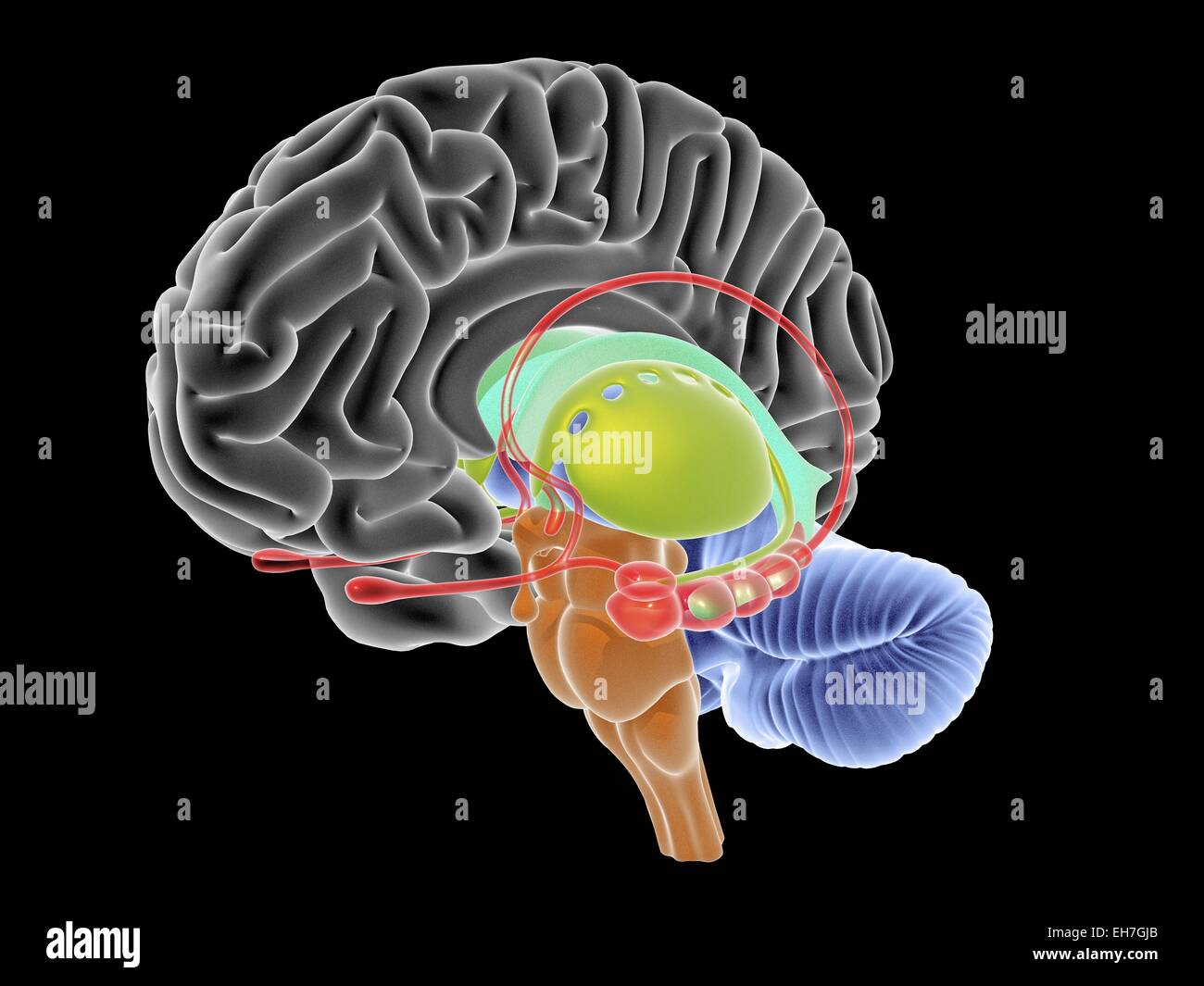 Sezione del cervello, artwork Foto Stock