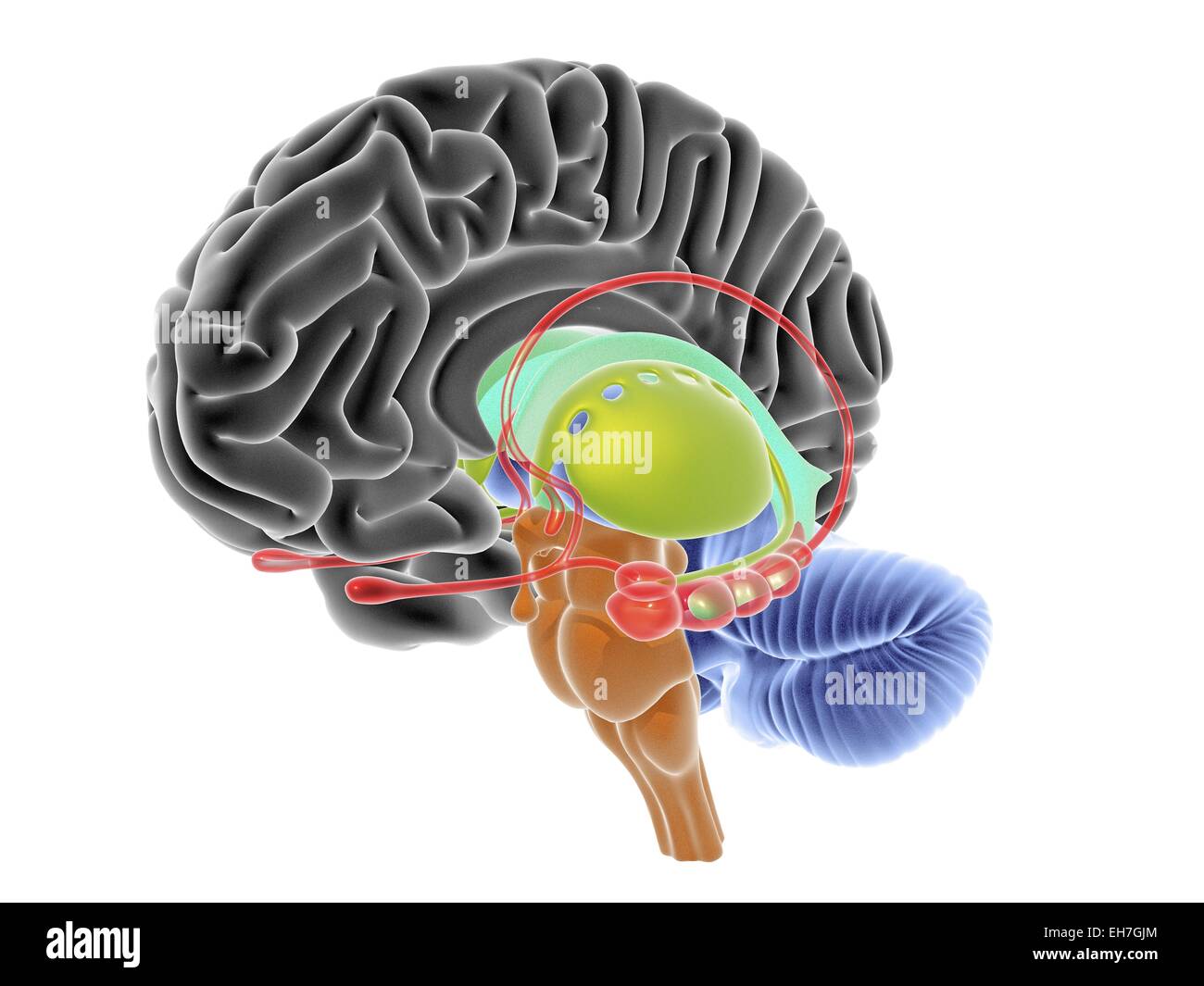 Sezione del cervello, artwork Foto Stock
