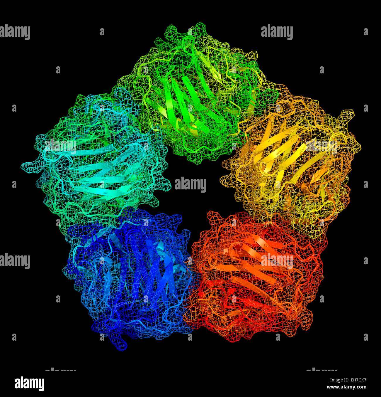 La proteina C reattiva, modello molecolare Foto Stock