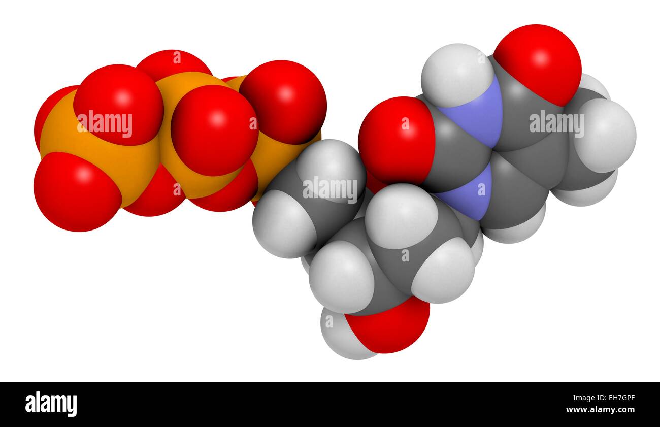 La timidina trifosfato molecola Foto Stock