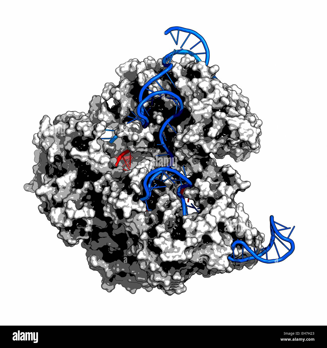 CRISPR-CAS9 gene complesso di editing Foto Stock