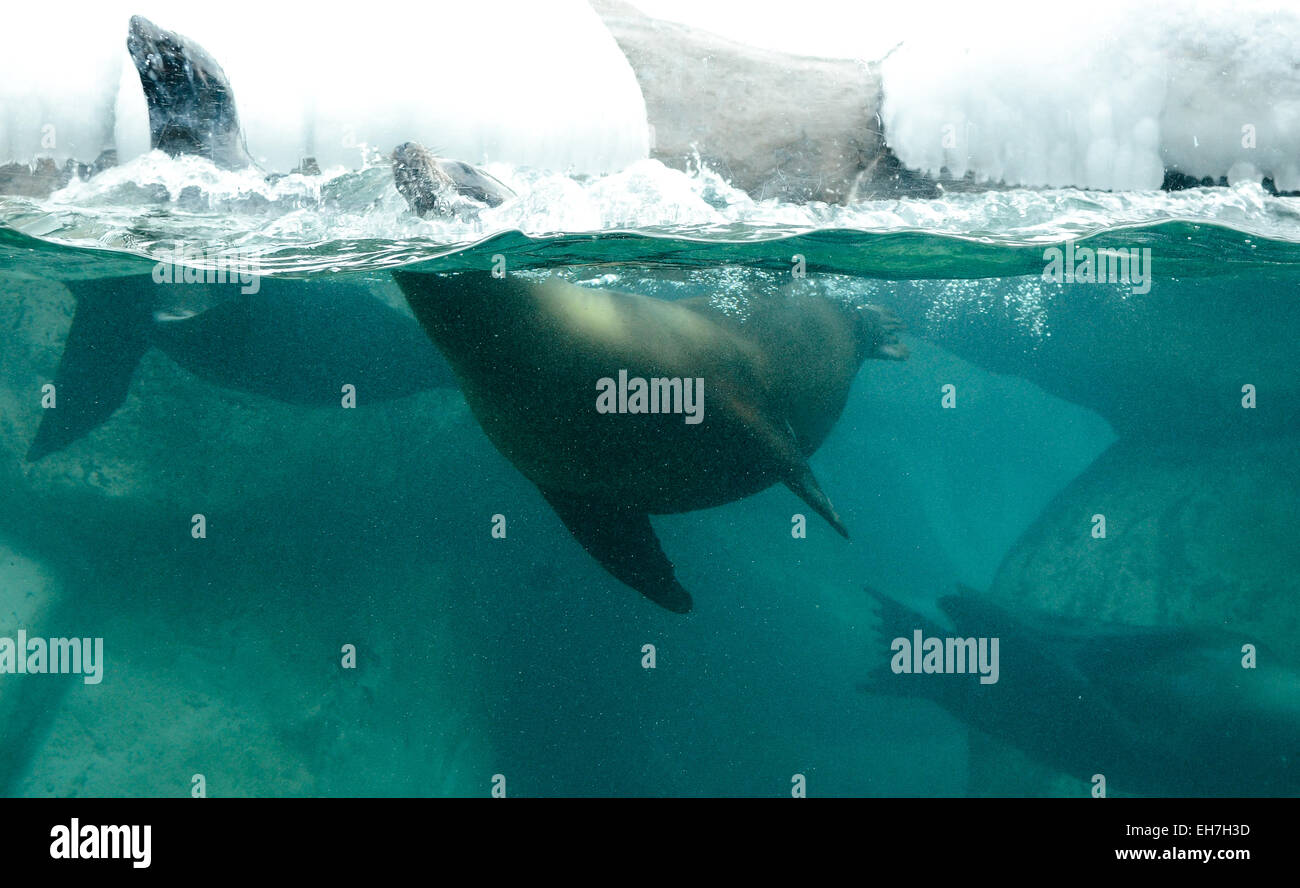 I leoni di mare nuota in frigida acque artiche. Foto Stock