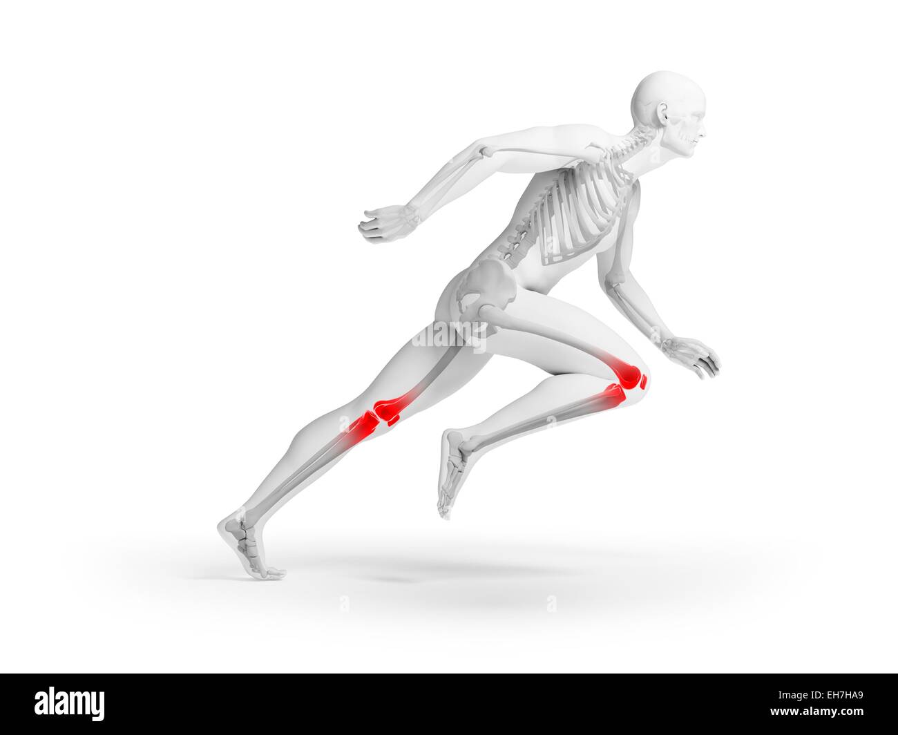 Ginocchio umano anatomia, illustrazione Foto Stock