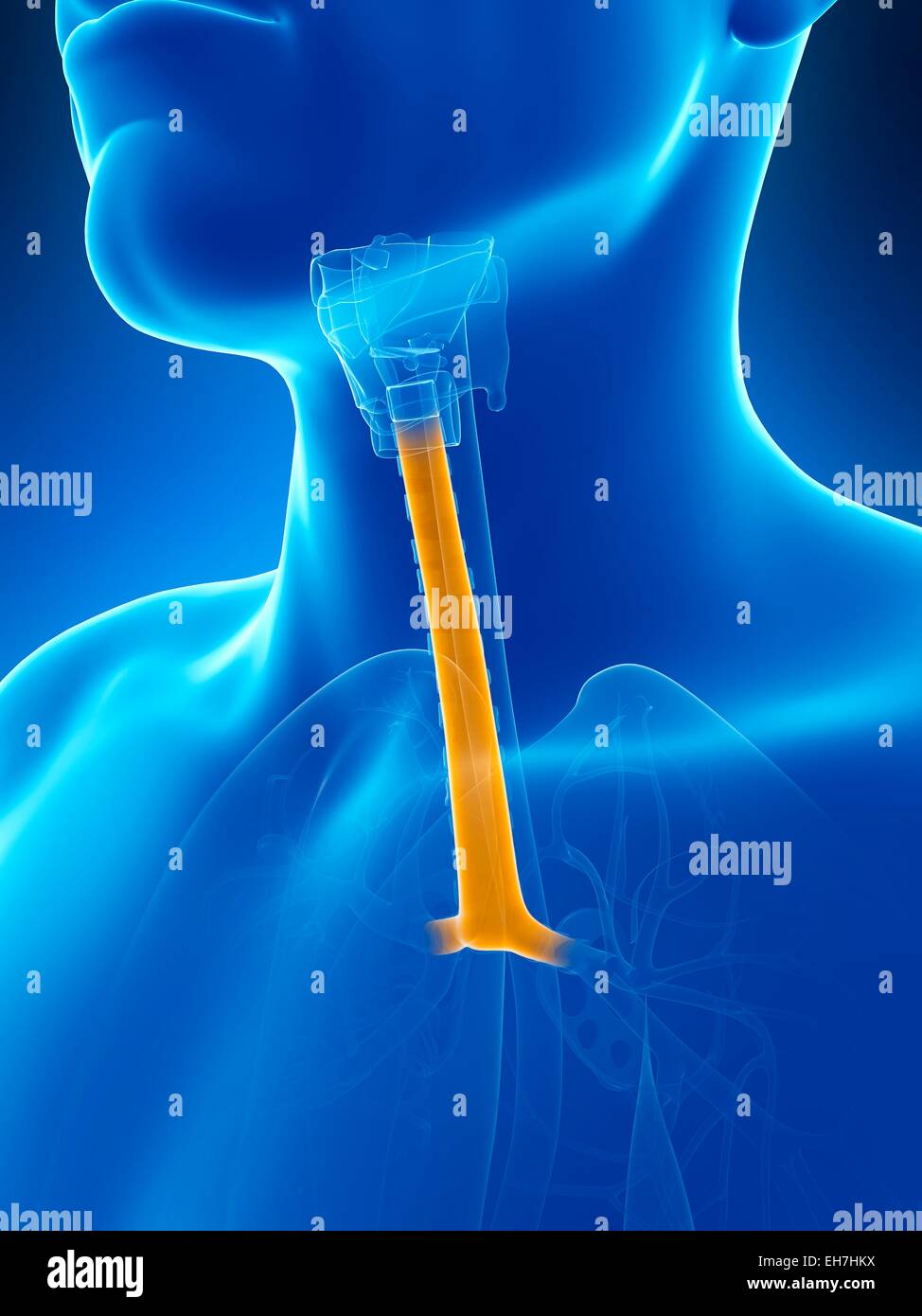 Vento umano tubo, illustrazione Foto Stock