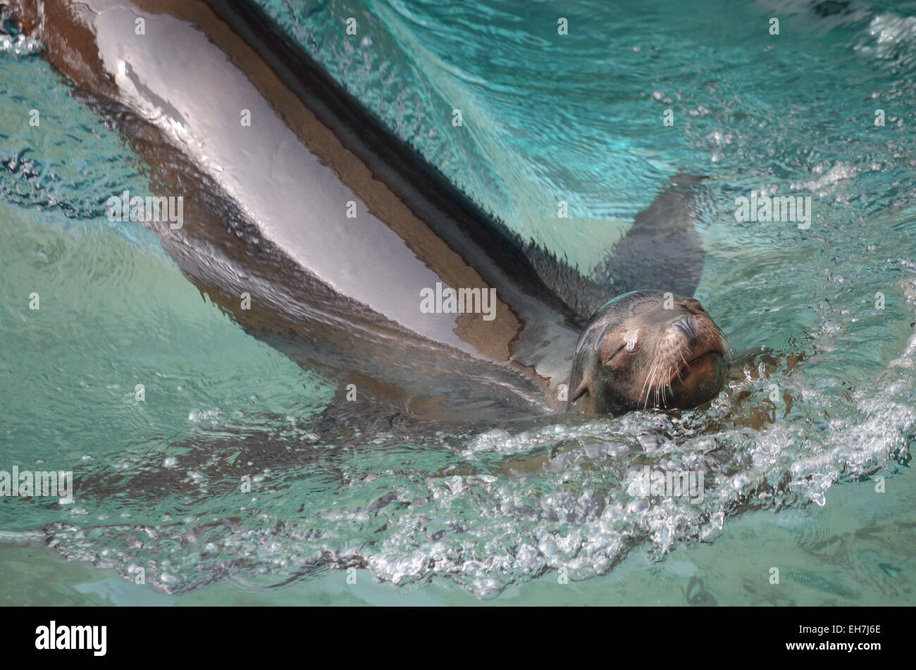 I leoni di mare nuota in frigida acque artiche. Foto Stock