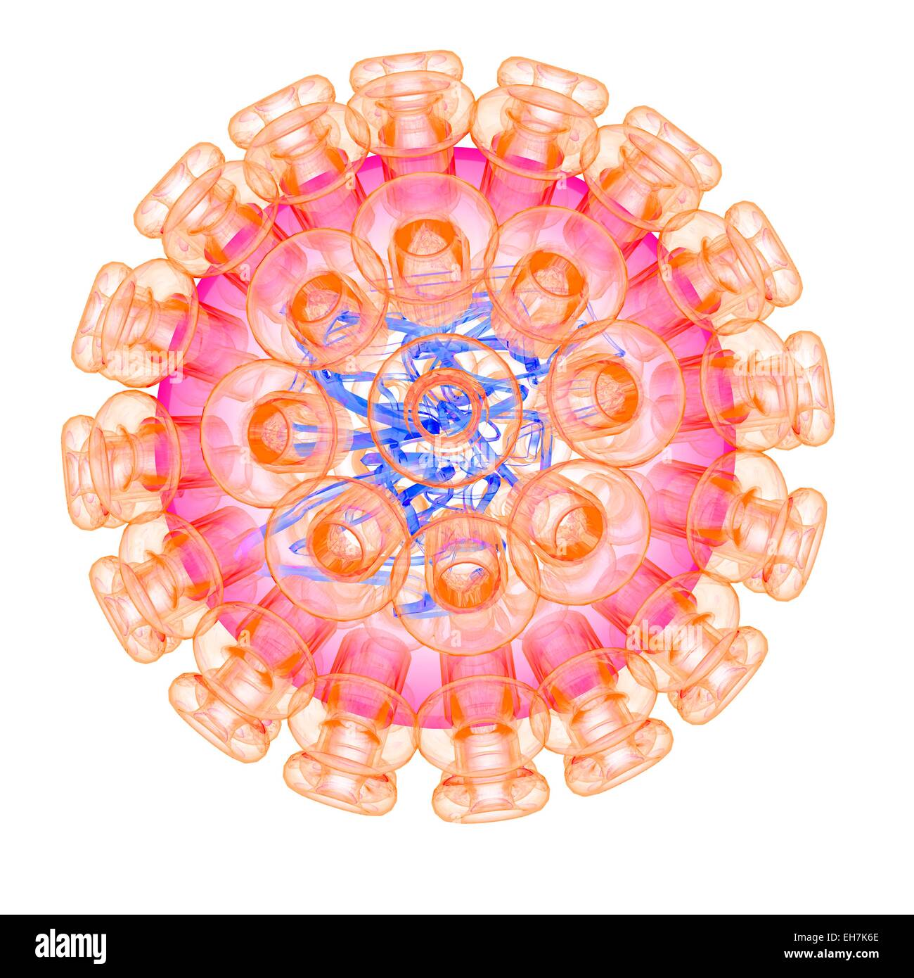 Herpes simplex di tipo 1, virus di illustrazione Foto Stock
