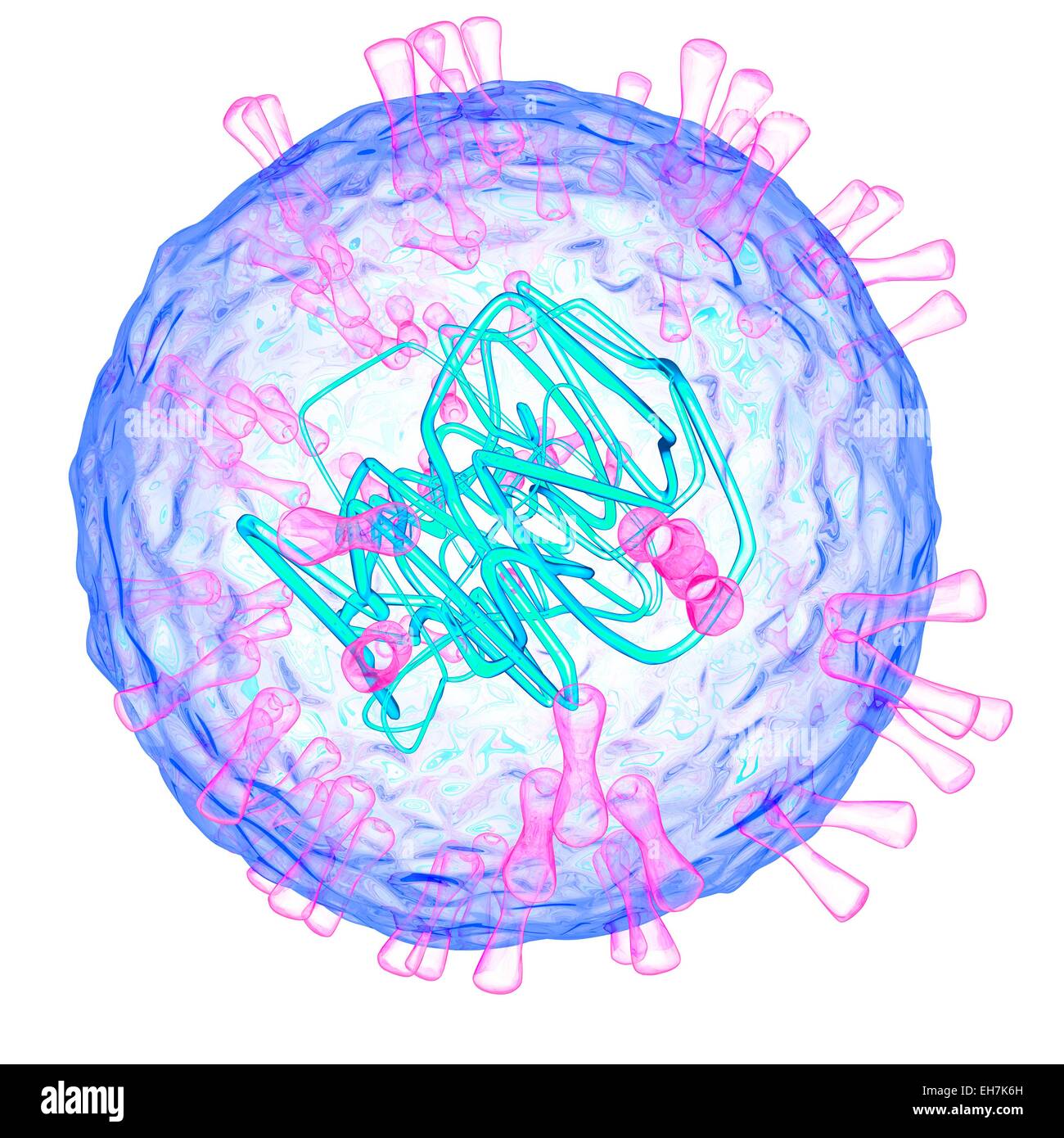Herpes simplex di tipo 2, virus di illustrazione Foto Stock
