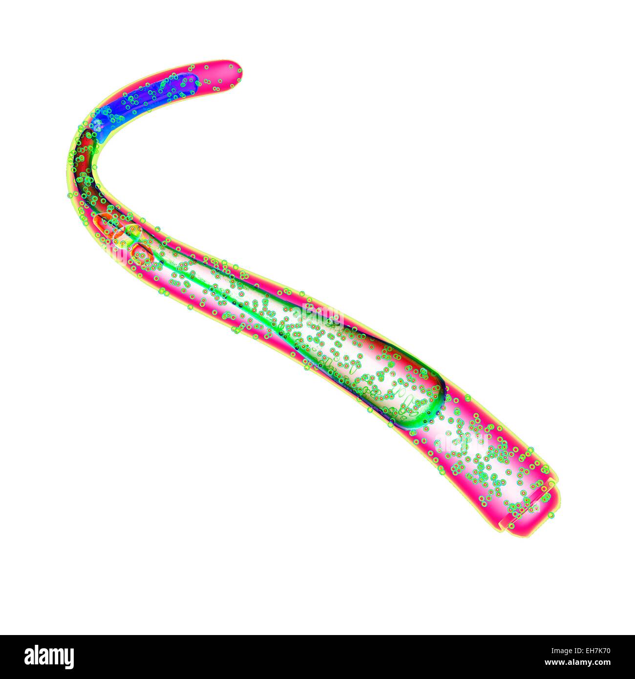 Verme nematode, illustrazione Foto Stock