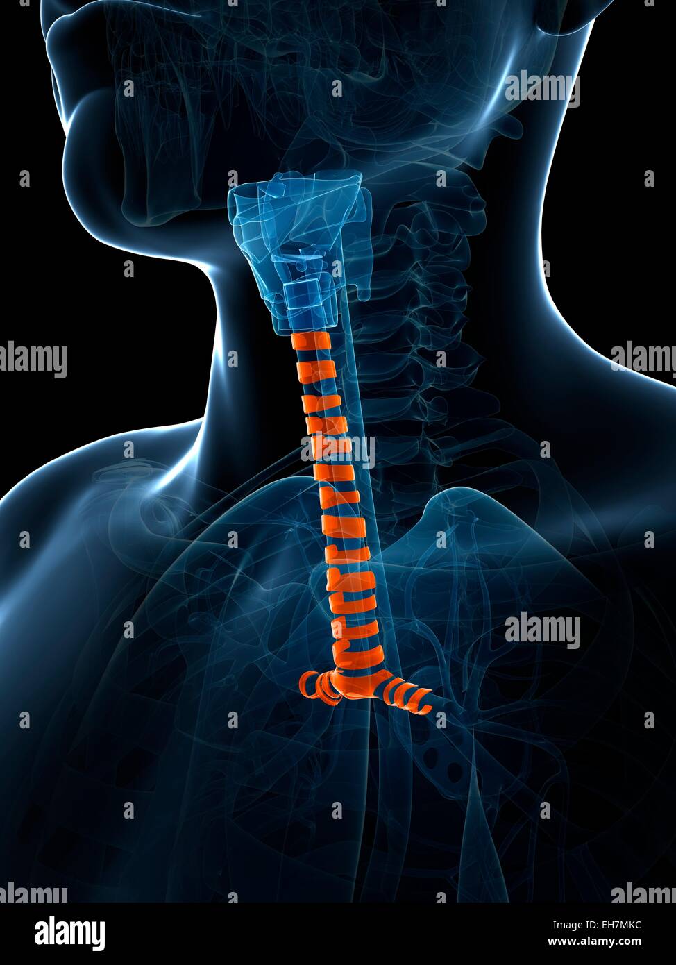 Vento umano tubo, illustrazione Foto Stock