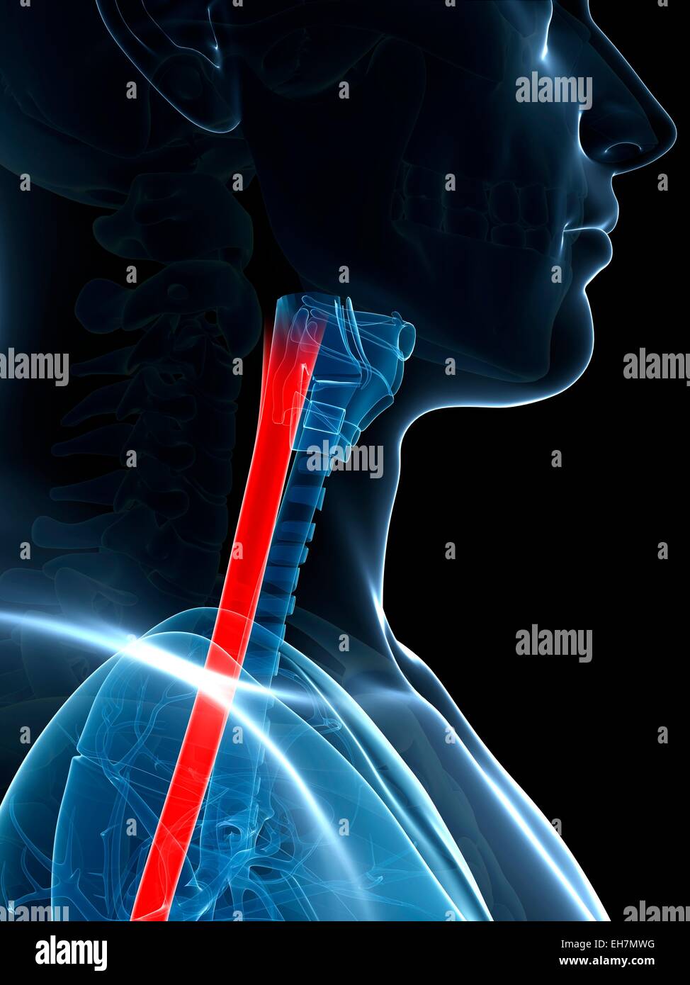 Vento umano tubo, illustrazione Foto Stock