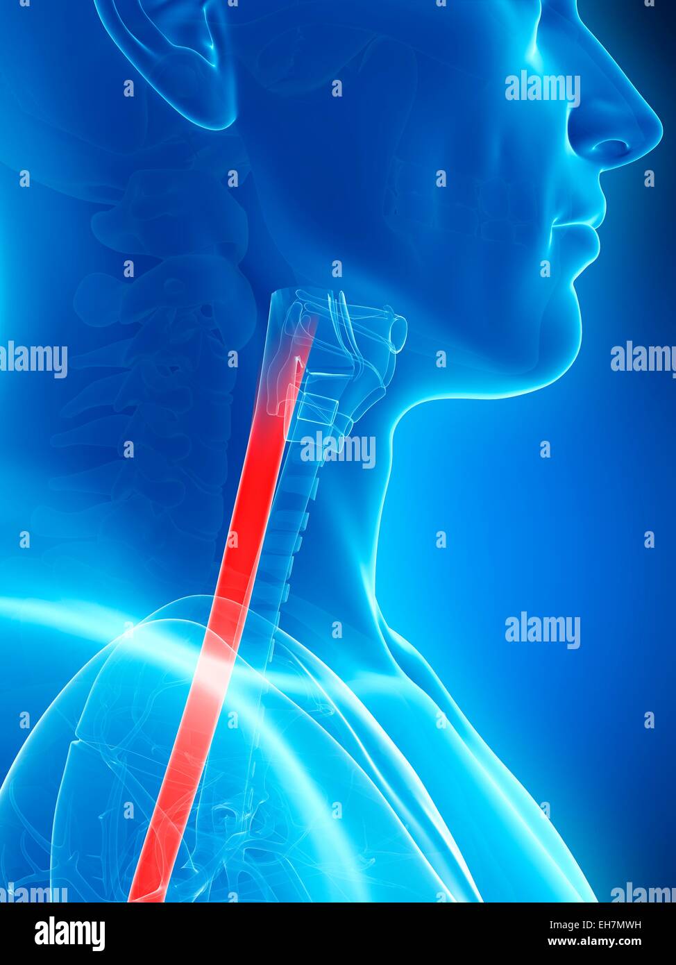 Vento umano tubo, illustrazione Foto Stock