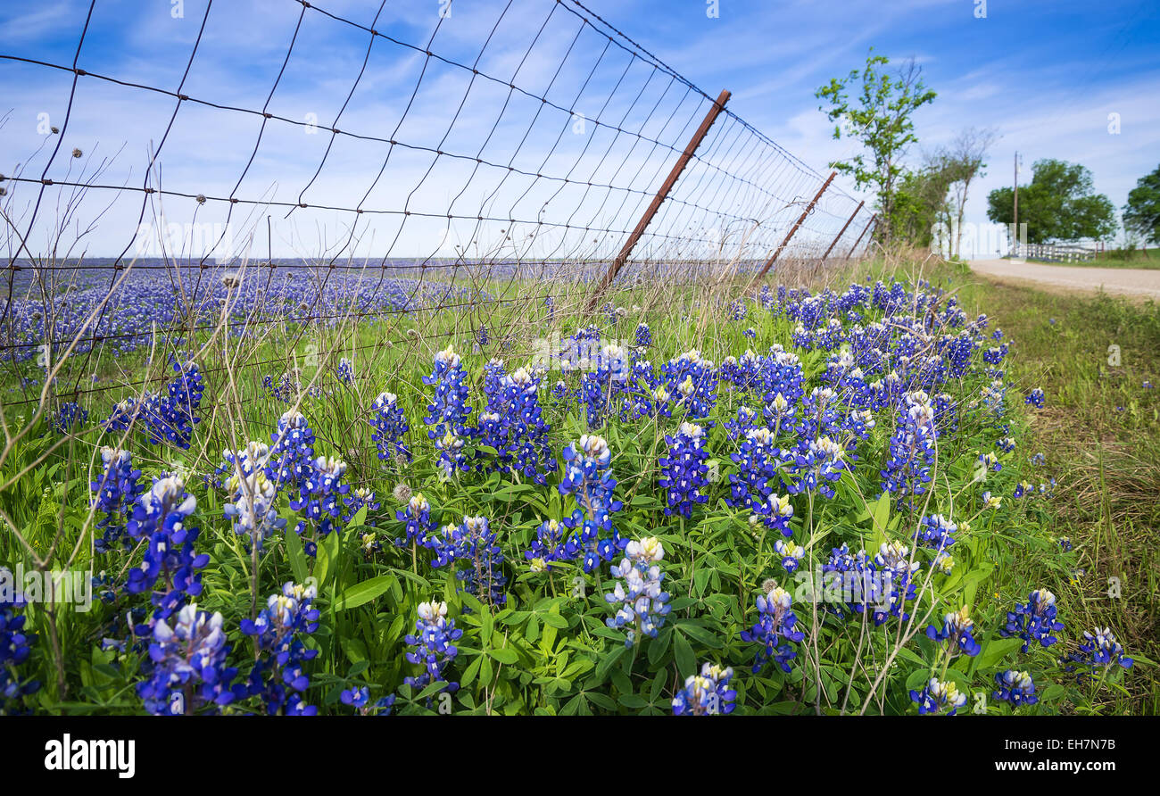 Bluebonnets lungo la strada di campagna e la recinzione in Texas la molla Foto Stock