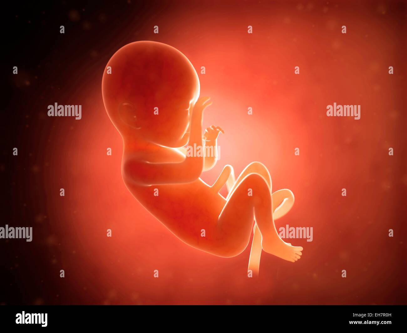 Feto Umano A 7 Mesi Illustrazione Foto Stock Alamy