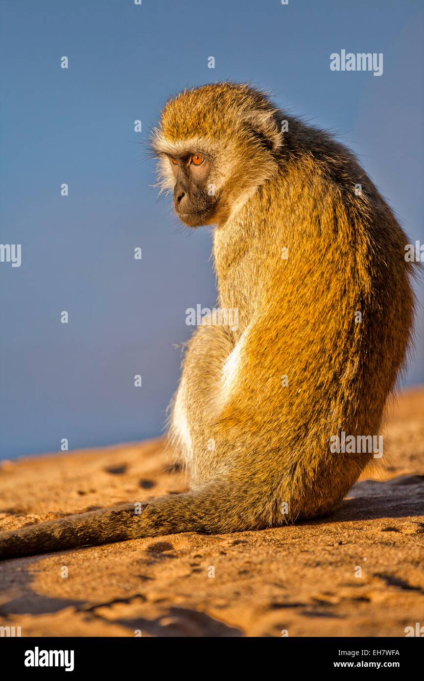 Grivet monkey (Chlorocebus aethiops) Foto Stock