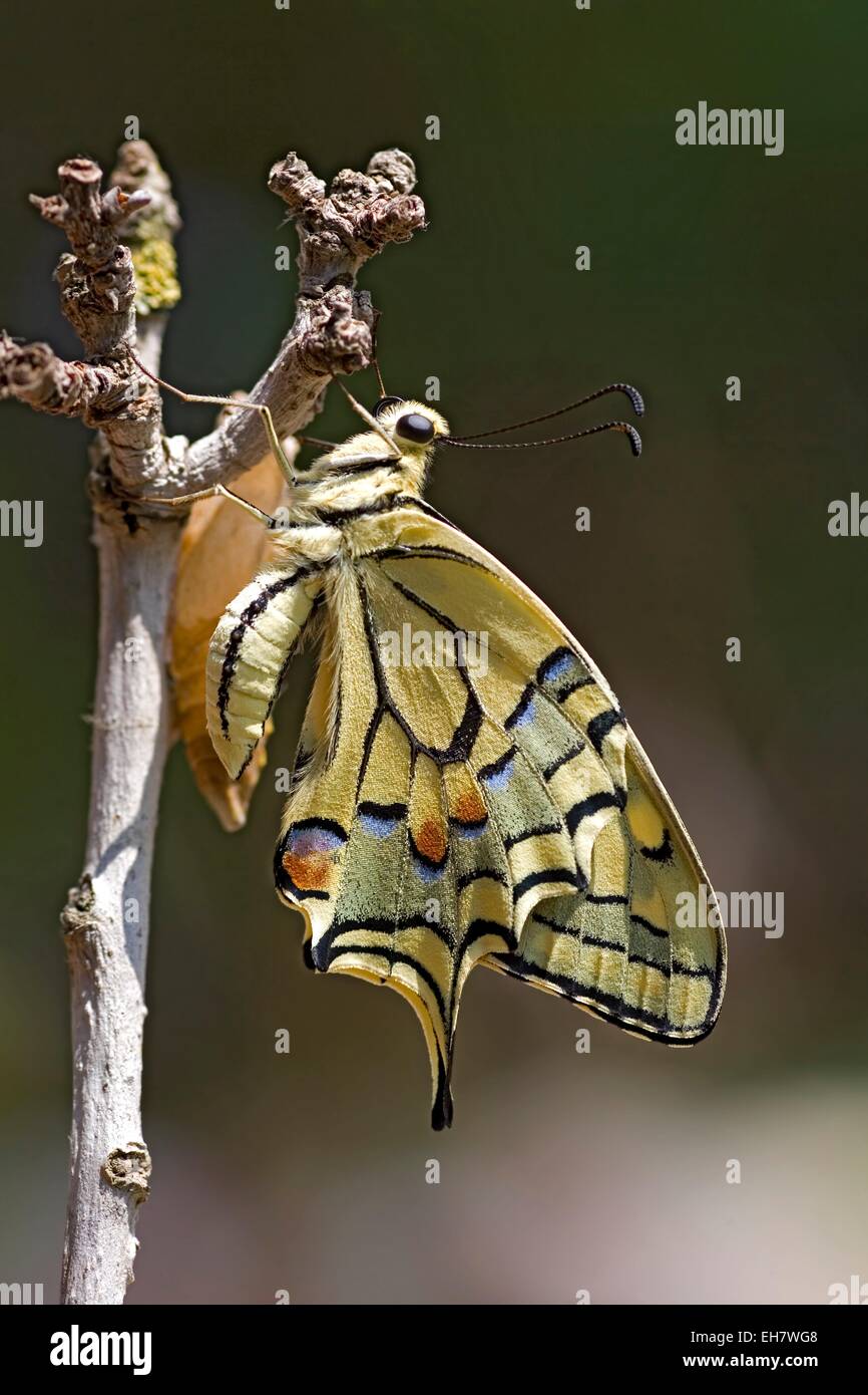Il vecchio mondo coda forcuta (Papilio machaon) Foto Stock