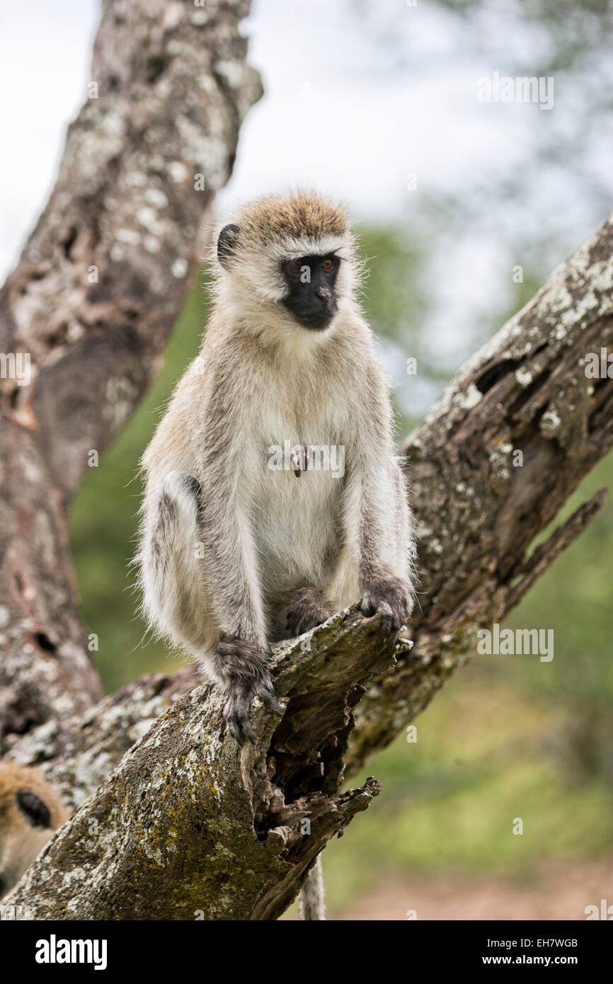 Grivet monkey (Chlorocebus aethiops) Foto Stock
