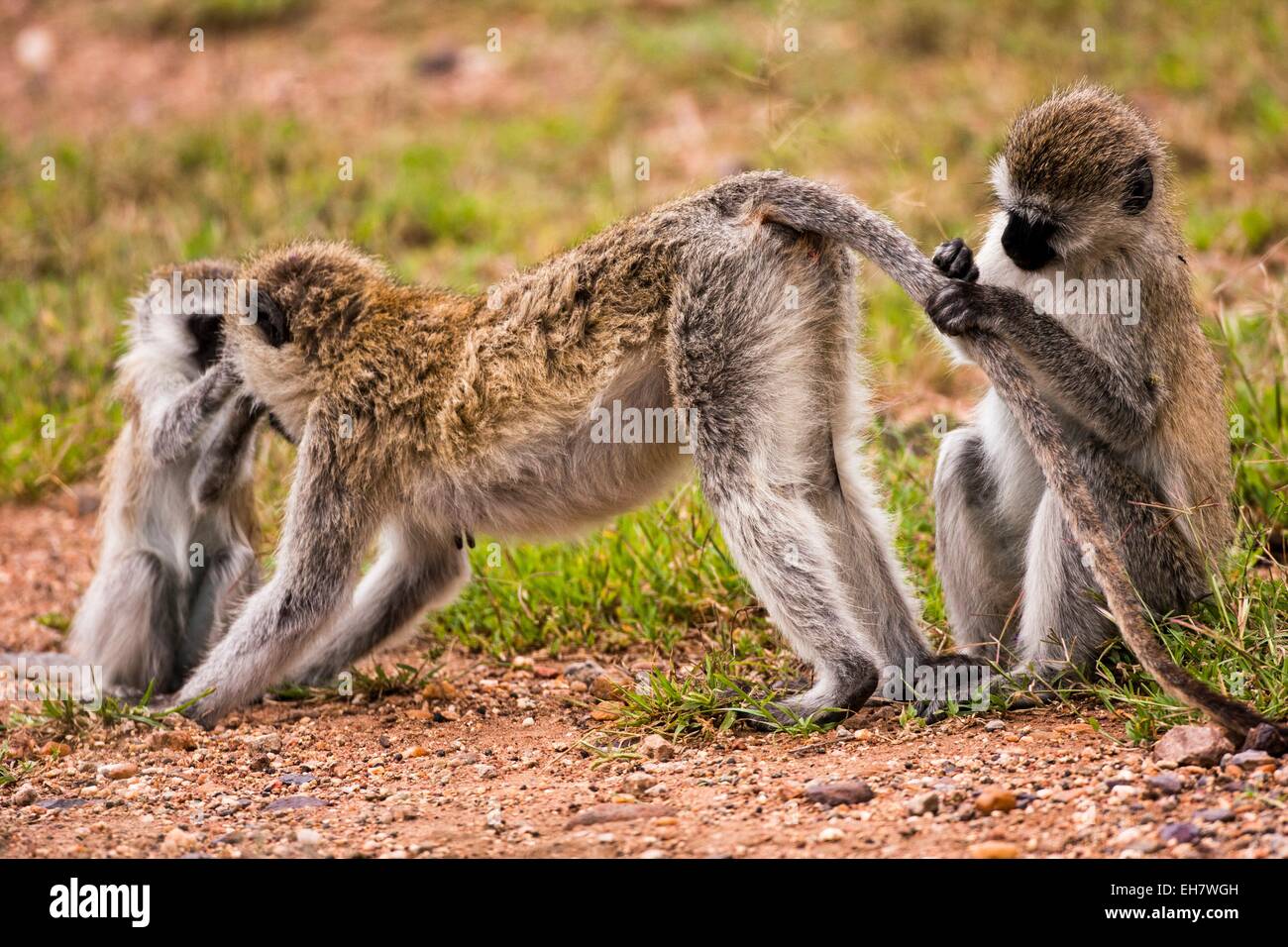 Grivet monkey (Chlorocebus aethiops) Foto Stock