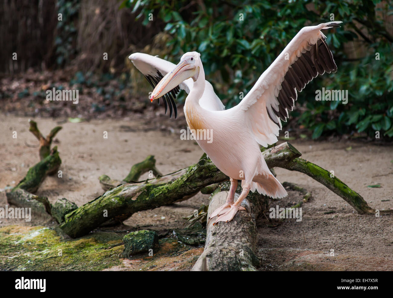 Great White pelican con alette estese. Pelecanus onocrotalus Foto Stock