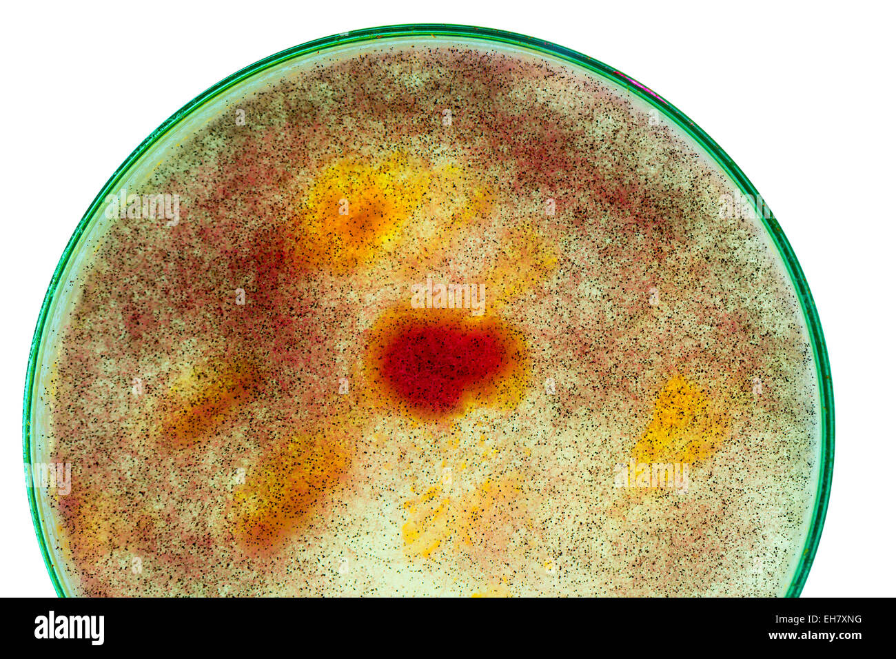 Muffa in una capsula di petri Foto Stock